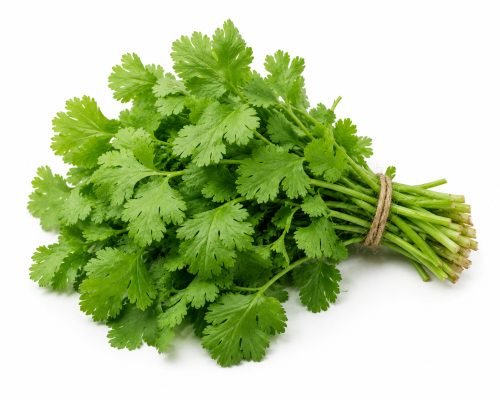 Cilantro