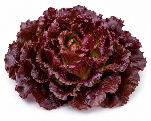 Lechuga Morada